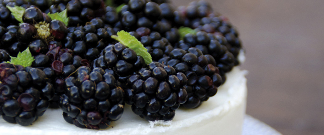 Taleggio PDO cheesecake with blackberries